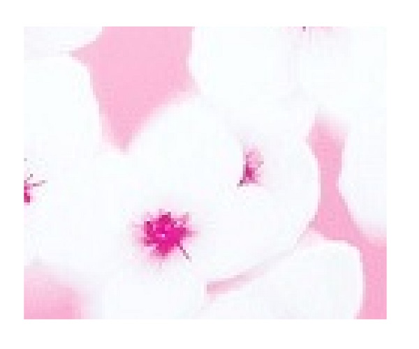 Fantasy In Bloom (women) Perfume Type Body Oils